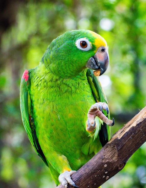 green parrot picture