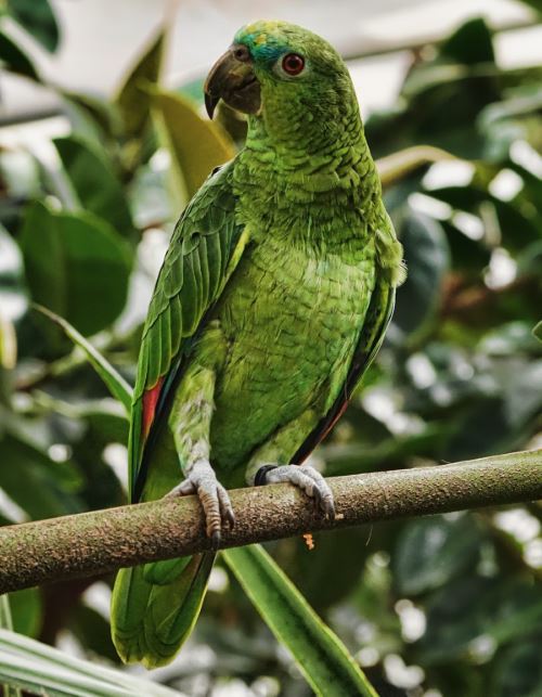 green-parrot-picture